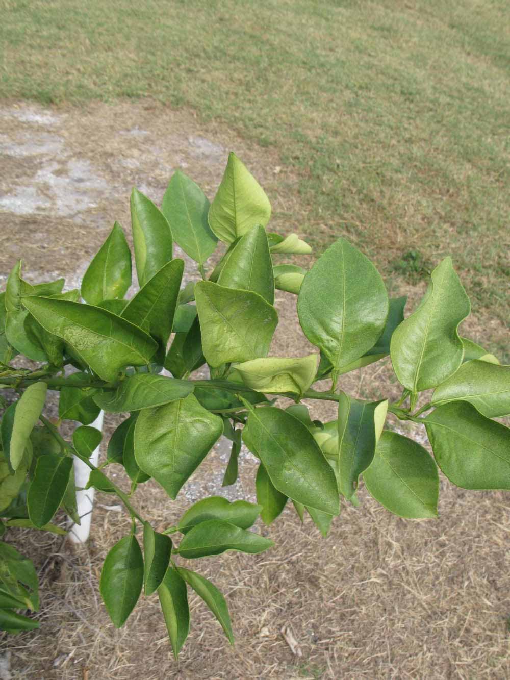            Sun leaves (Itaborai, Winter Haven, FL)   